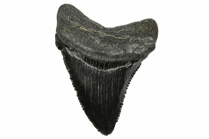 Serrated, Fossil Chubutensis Tooth - Megalodon Ancestor #368681